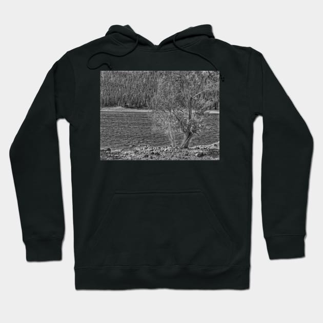 Forest Through The Trees - Black And White Hoodie by davidbstudios